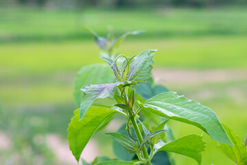 green plant in the garden
