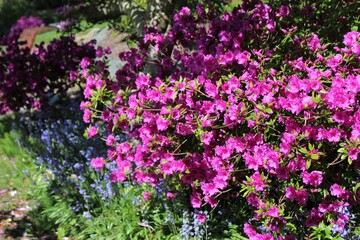 Obraz na płótnie Canvas Pink azalea flowers bloom in a spring garden
