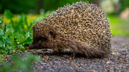 A beautiful hedgehog walks in the Park.