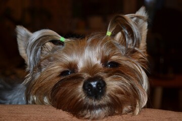 funny face of yorkshire terrier dog with haircut with two ponytails on his head