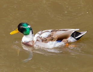 Mottled mallard duck (head with white stripe)