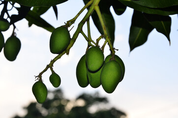 Mango Fruit in Garden of Home At Nadaun  H.P India