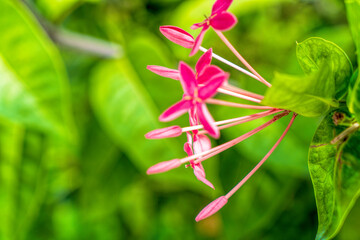 Lush tropical garden with assorted colorful flowers and plants