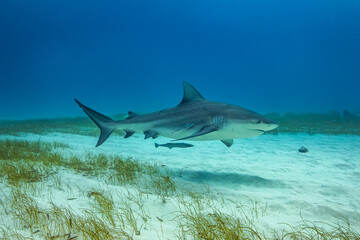 Bull shark in its natural habitat