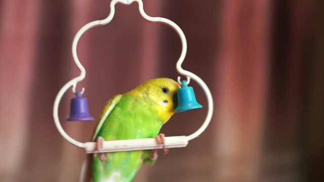 A green bright wavy little parrot frolics outside the cage. Shallow depth of field, some objects out of focus. Pets and grooming