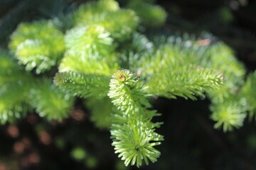 New leaves grow on the top of fir tree needles