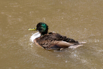 Mallard duck bathing