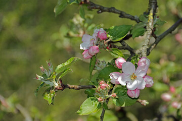 Baumblüte