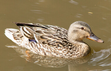 Female mallard duck swimming