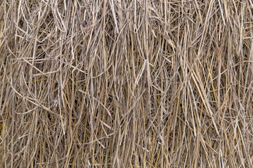 Rice straw or chaff background texture. / Pattern / Straw.