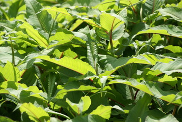 Dschungelblätter 2020033