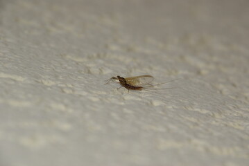 Eintagsfliege 2020034