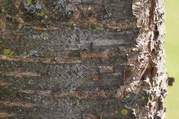 Kirschbaumrinde 2020026