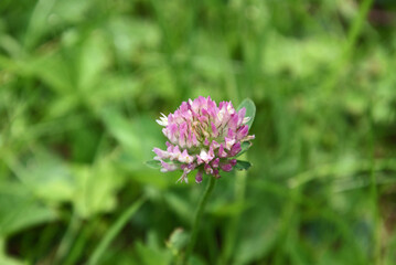 Kleeblüte pink rose 2020052 Trifolium