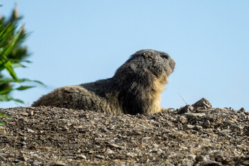 Marmotte dans son milieu naturel