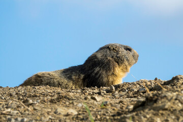 Marmotte dans son milieu naturel