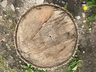 the stump of a small tree can be seen the structure of the rings