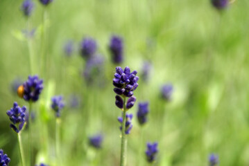 Lavendel einzeln stehend solo 2020047
