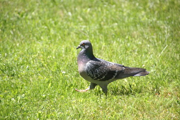 Stadttaube laufend 2020021 Columba livia domestica