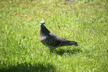 Stadttaube neugierig 2020022 Columba livia domestica