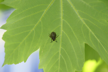 SONY DSC