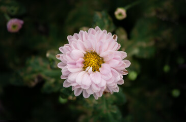 pink and white chrysanthemum flower