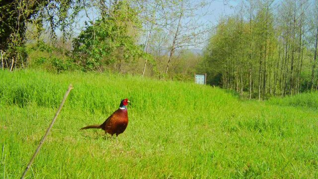 Rural Scene with a Colourful Male Pheasant Flaping the Wings in the Center of a Meadow. The common pheasant (Phasianus colchicus) is a bird in the pheasant family (Phasianidae). Animals, birds and