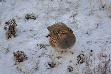 small pretty quail on the ground