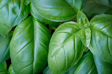 Photo of fresh green basil herb leaves closeup. Food background
