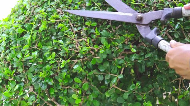 Workers trimming trees with scissors for beauty