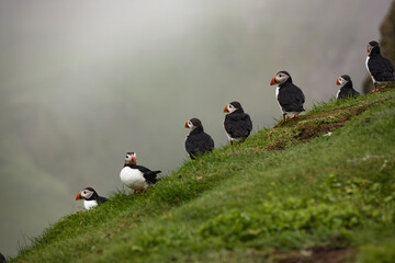 Puffins - nordic birds found in Faroe Islands, Iceland, and Scotland