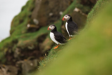 Puffins - nordic birds found in Faroe Islands, Iceland, and Scotland
