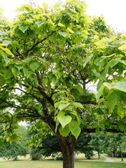 Catalpa bignonioides or southern catalpa, ornamental tree with a short trunk, light brown bark, long and straggling branches which form a broad head covered with large green leaves - obrazy, fototapety, plakaty