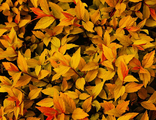 Soft focus autumn spiraea yellow, orange and red leaves