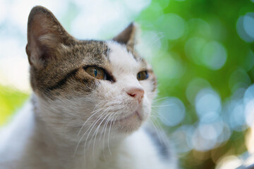 Portrait of a beautiful female cat close up outdoors with a blurred background