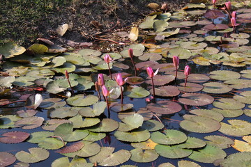 Fleurs de lotus &agrave; Sukhotha&iuml;, Tha&iuml;lande