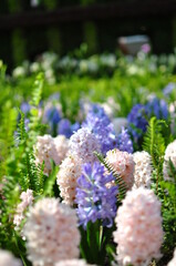 Hyacinth Flower field