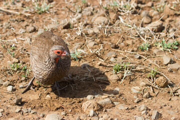 Swainsons spurfowl (Pternistis swainsonii) closeup foraging on the ground in Kruger, South Africa