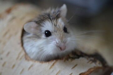 hamster in a glass