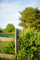 wooden fence and green grass in summer