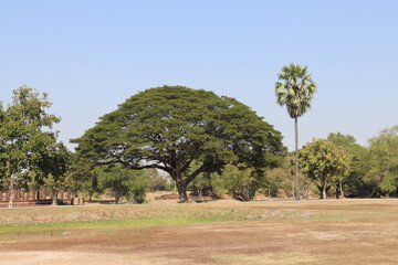 Arbre du parc historique de Sukhothaï, Thaïlande	