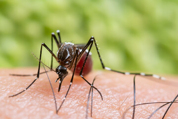 Aedes aegypti Mosquito. Close up a Mosquito sucking human blood,