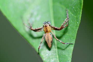 spider on a leaf