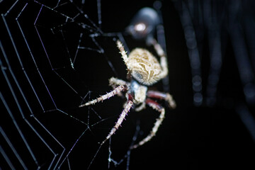 spider on web