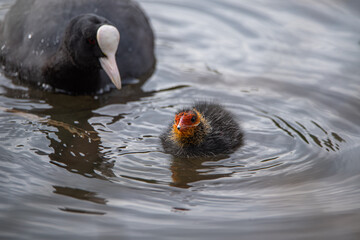 Young baby Eurasian, or common coot Fulica atra on a pond