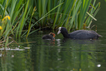Young baby Eurasian, or common coot Fulica atra on a pond