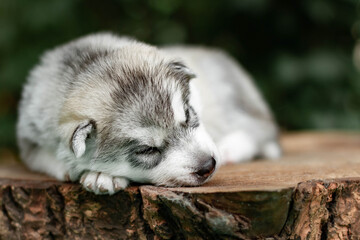 Obraz premium One Little cute puppy of Siberian husky dog outdoors