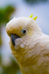 White cockatoo at Bali zoo, Indonesia