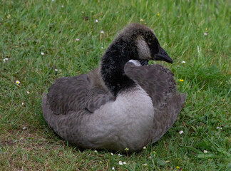 Canada goose gosling resting on grass