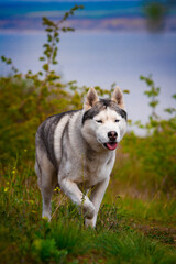 The dog is walking along the grass. Dangerous hunter. Siberian Husky is running.